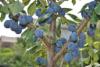 Prune "Reine claude" Bio 