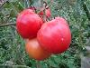 Tomate Bio "ronde"