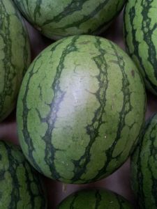 Pastèque Bio 