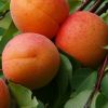 Abricot Bio 
