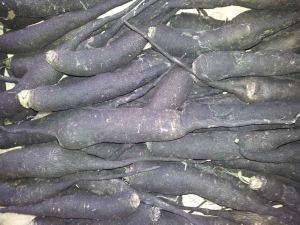 Radis noir long Bio