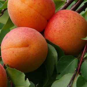 Abricot Bio 