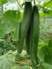 Concombre long Bio  