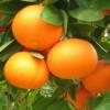 Mandarine "Mandalate" Bio