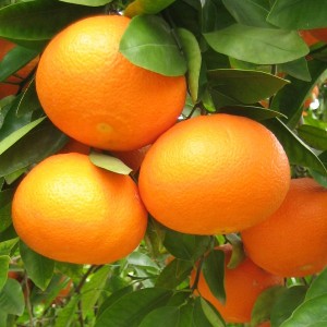Mandarine "Mandalate" Bio