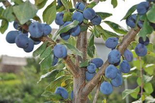 Prune "Reine claude" Bio 