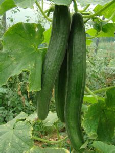 Concombre long Bio  