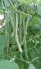 Haricot vert Bio