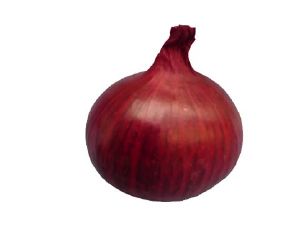 Oignon rouge botte  Bio
