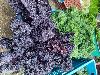 Chou kale