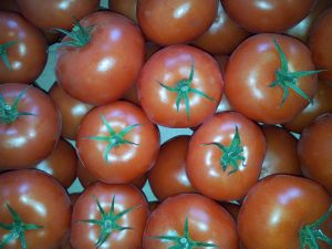 Tomate ronde  Bio