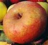 Pomme "Boskoop "Bio"