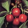Cerise Bio 