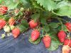 Fraise Bio "ciflorette"