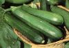 Courgette longue Bio