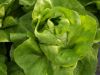 Laitue Bio