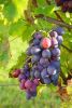 Raisin noir Bio "Muscat de Hambourg"