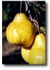 Poire Packams