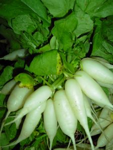 Radis long Blanc Bio