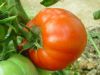 Tomate ronde cotelée 